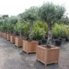 ADEZZ20planter208
